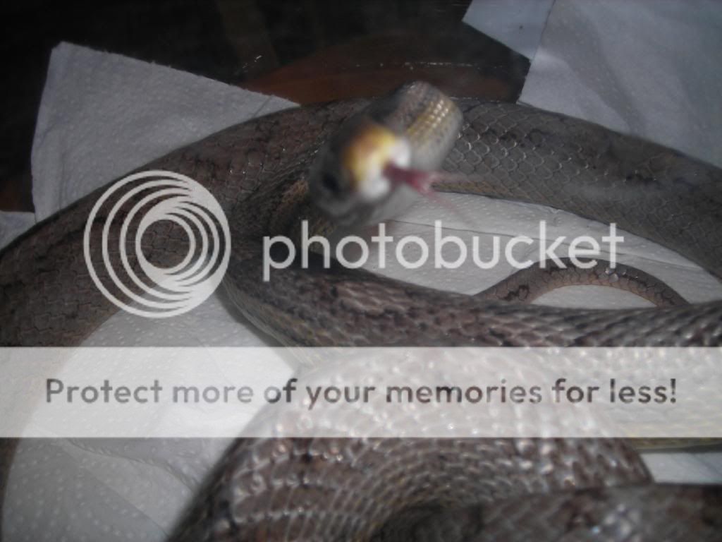 DSCN2589.jpg