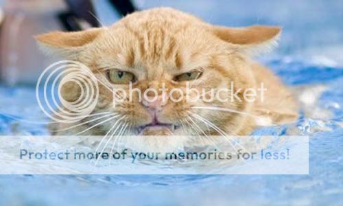/Odds/cat-in-pool.jpg[/IMG Cat In Pool. /Odds/cat-in-pool.jpg[/IMG