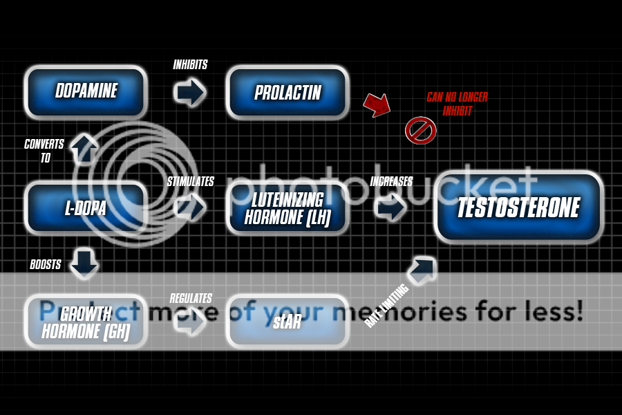 HGH Vs testosterone Boosters Forums