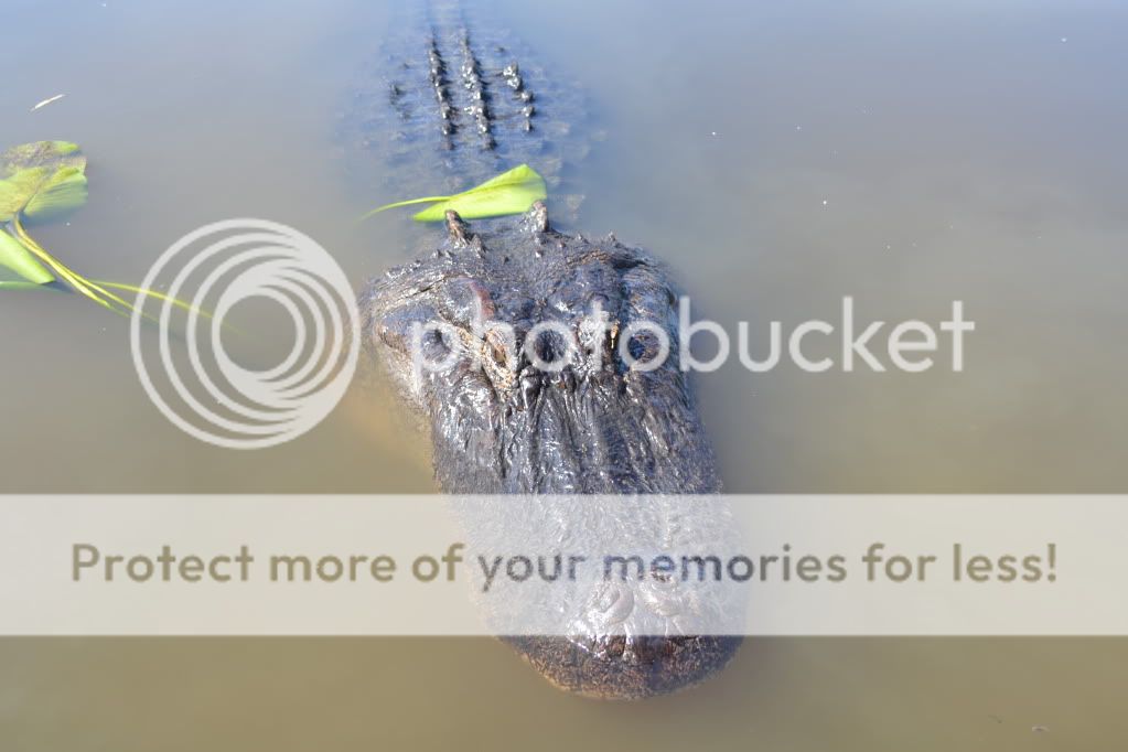http://i409.photobucket.com/albums/pp176/JCNadal_x/DSC_0302.jpg