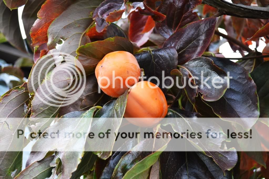 http://i409.photobucket.com/albums/pp176/JCNadal_x/DSC_0415.jpg
