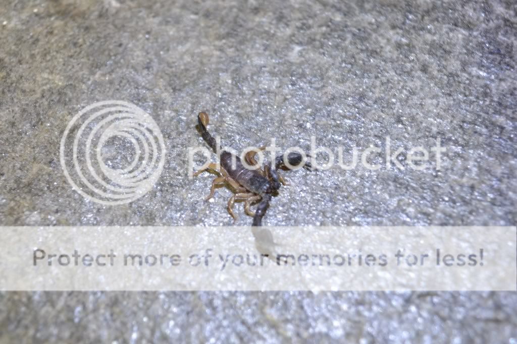 http://i409.photobucket.com/albums/pp176/JCNadal_x/DSC_0852.jpg