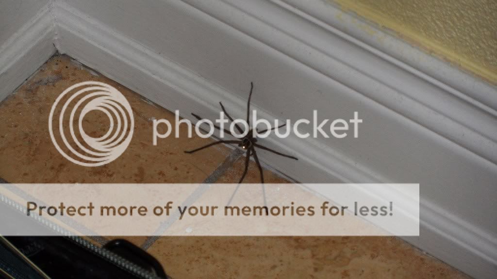 http://i409.photobucket.com/albums/pp176/JCNadal_x/SAM_0441.jpg