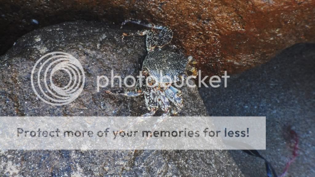 http://i409.photobucket.com/albums/pp176/JCNadal_x/SAM_0550.jpg