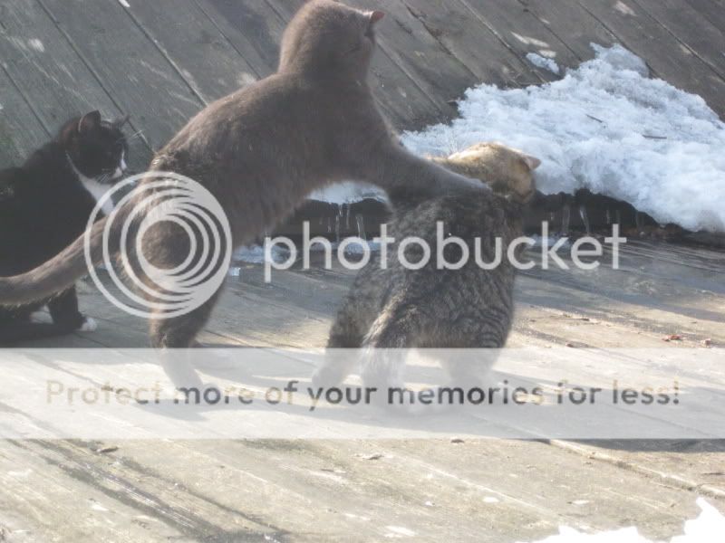 Photobucket
