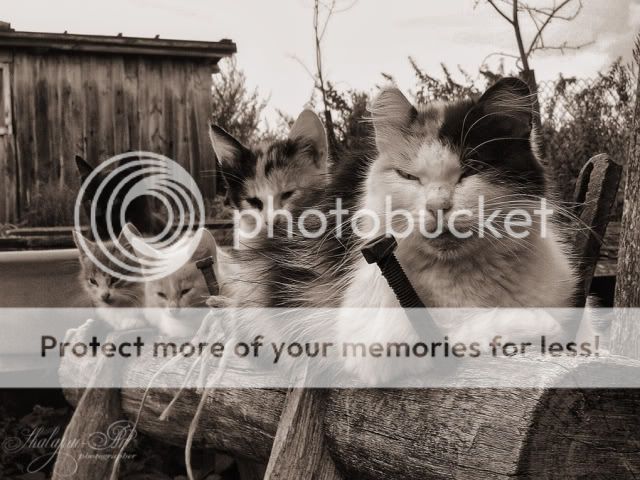 Photobucket